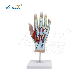 Анатомическая модель руки Medical Education Advance